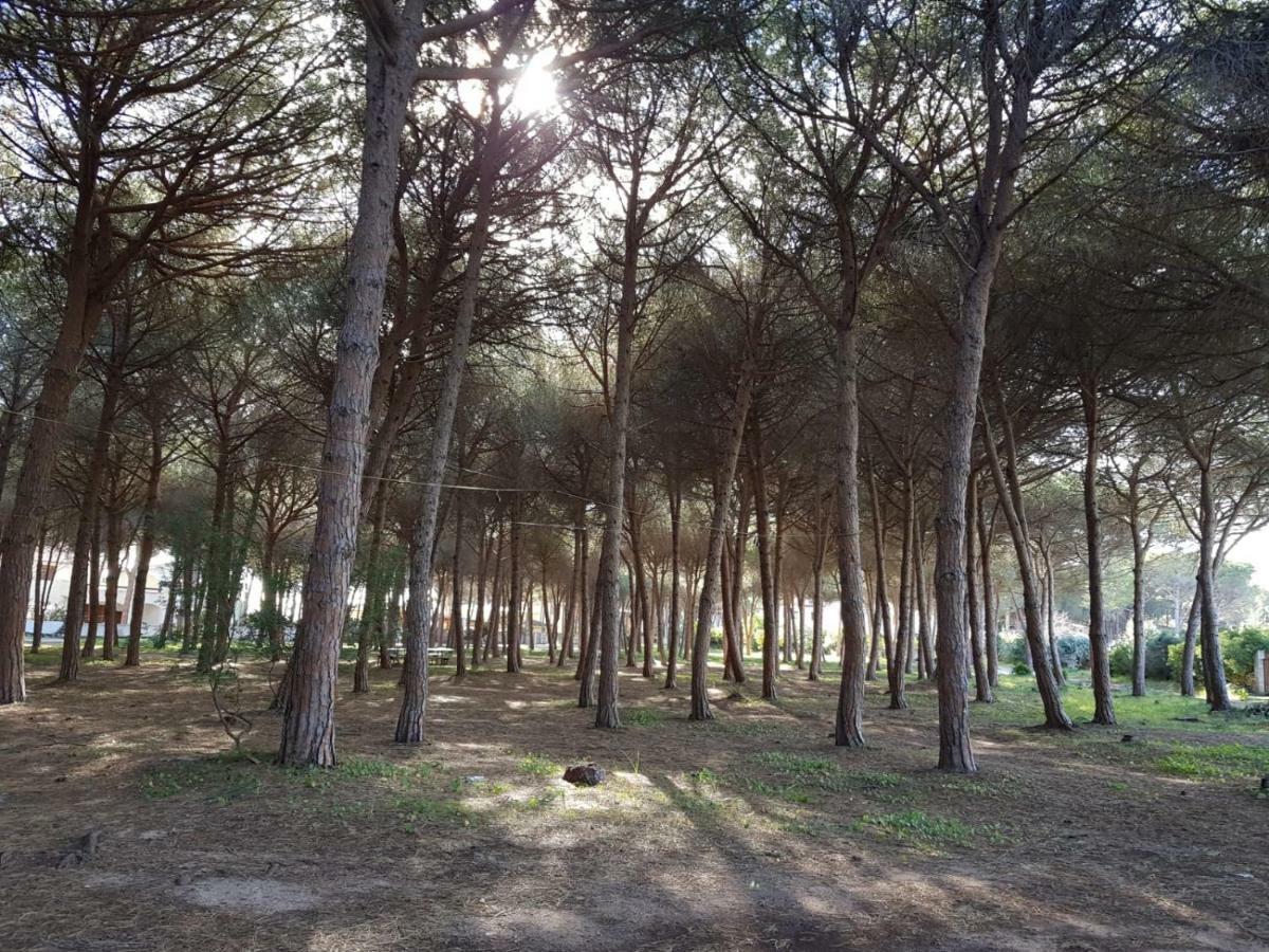 Mimosa Bilocale Cala Liberotto Kültér fotó