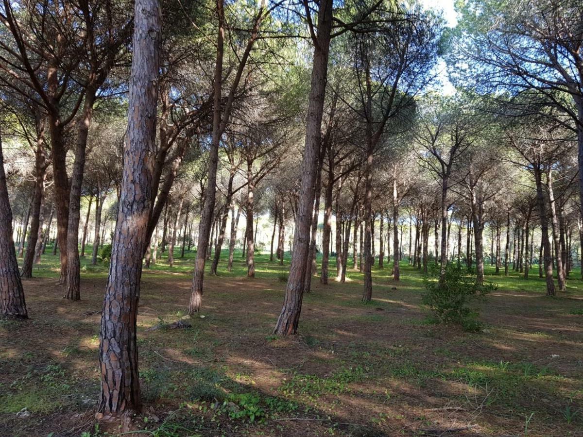 Mimosa Bilocale Cala Liberotto Kültér fotó